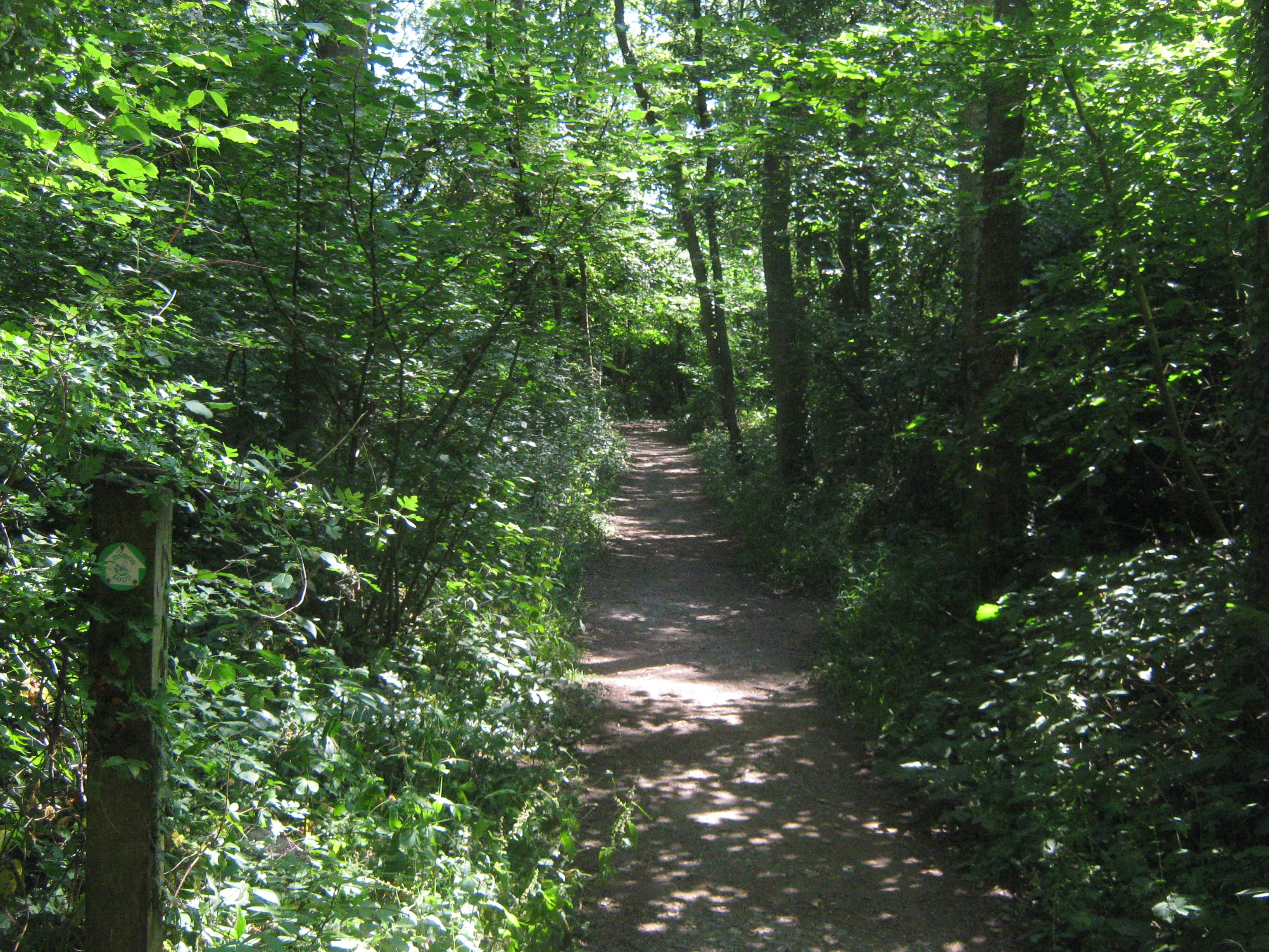 Darrick Wood