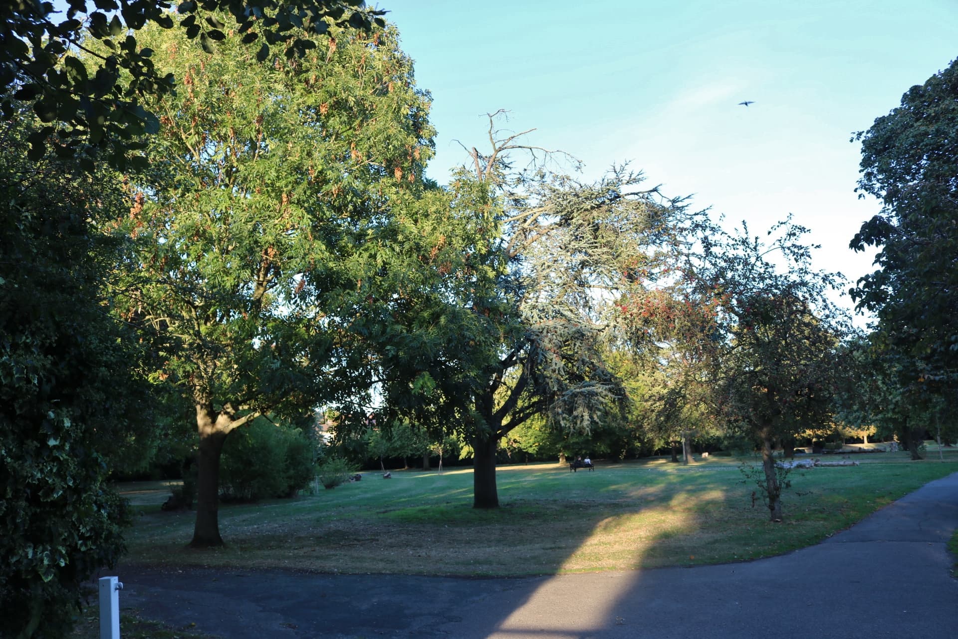 Mostyn Gardens