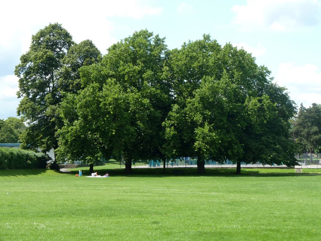 Mellows Park