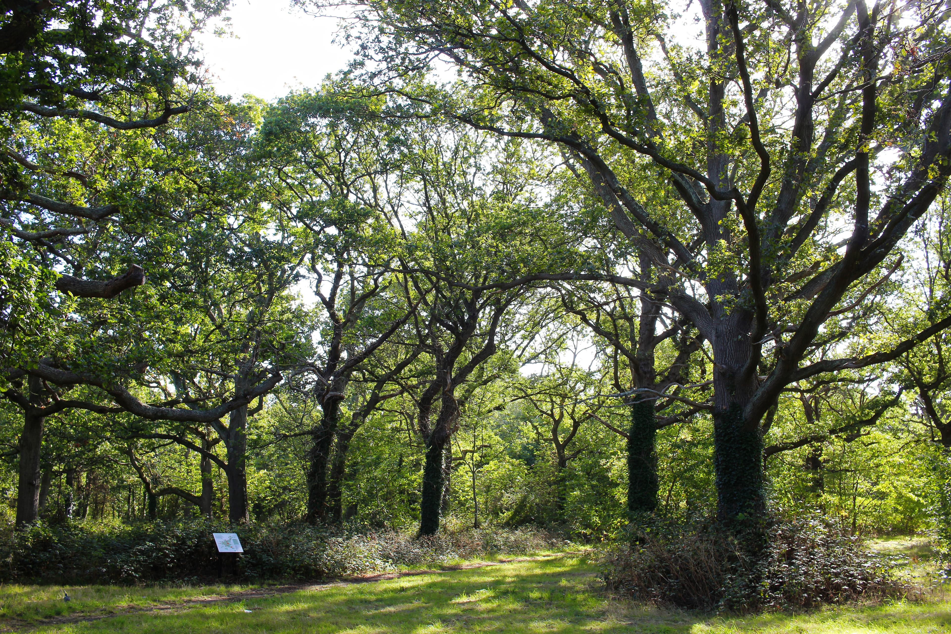 Long Lane Wood