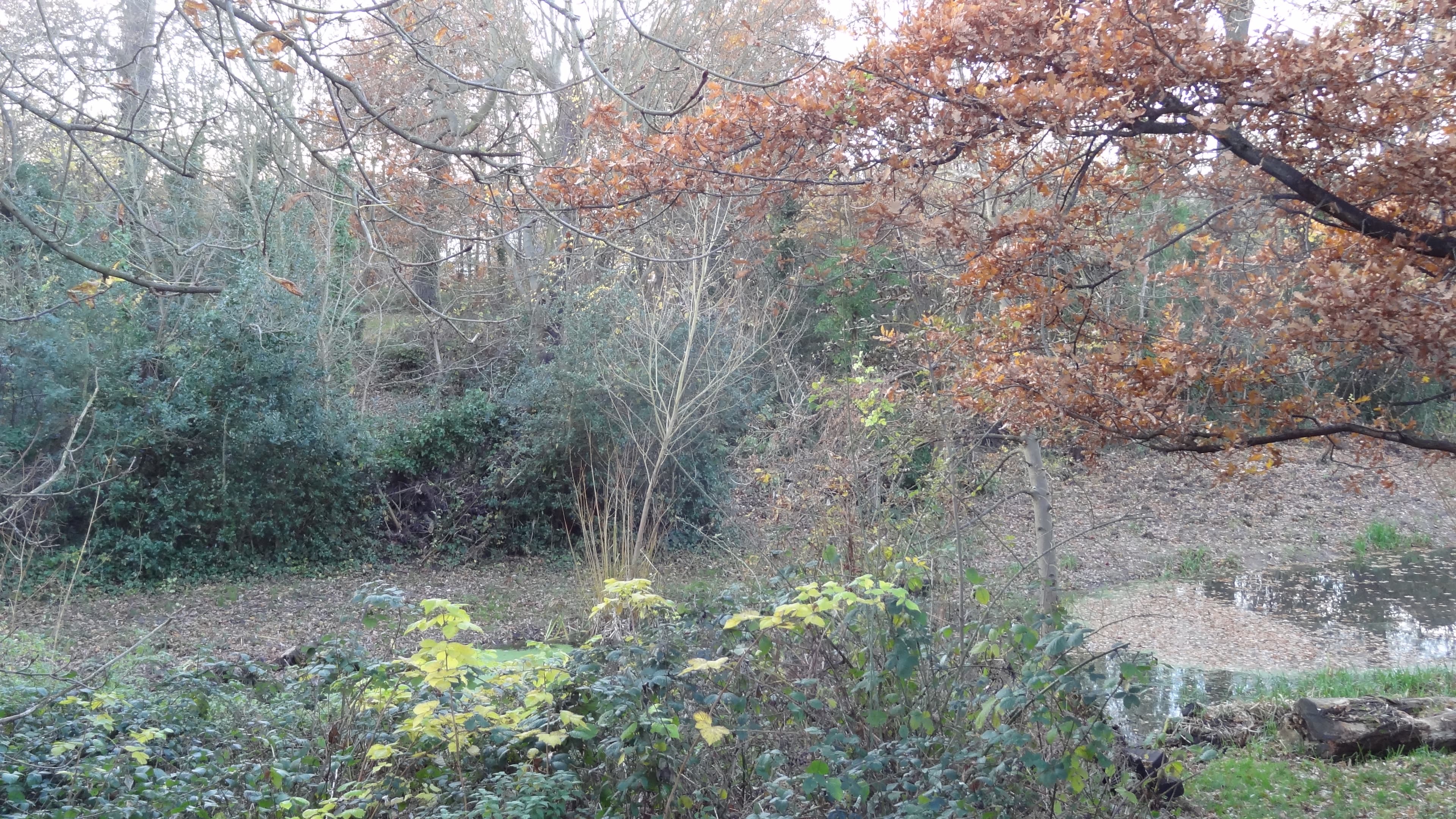 Dacres Wood Nature Reserve