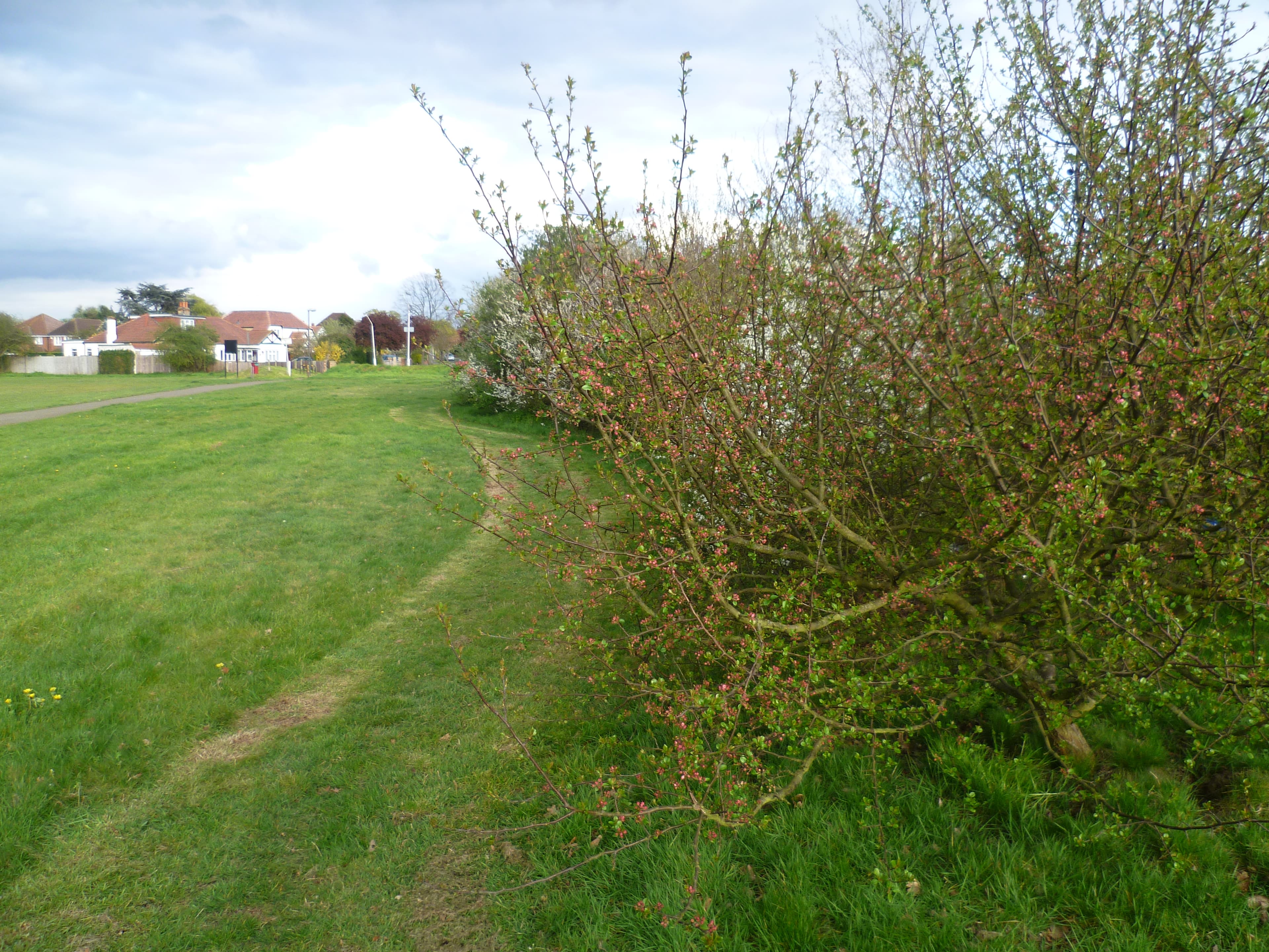 Playing field