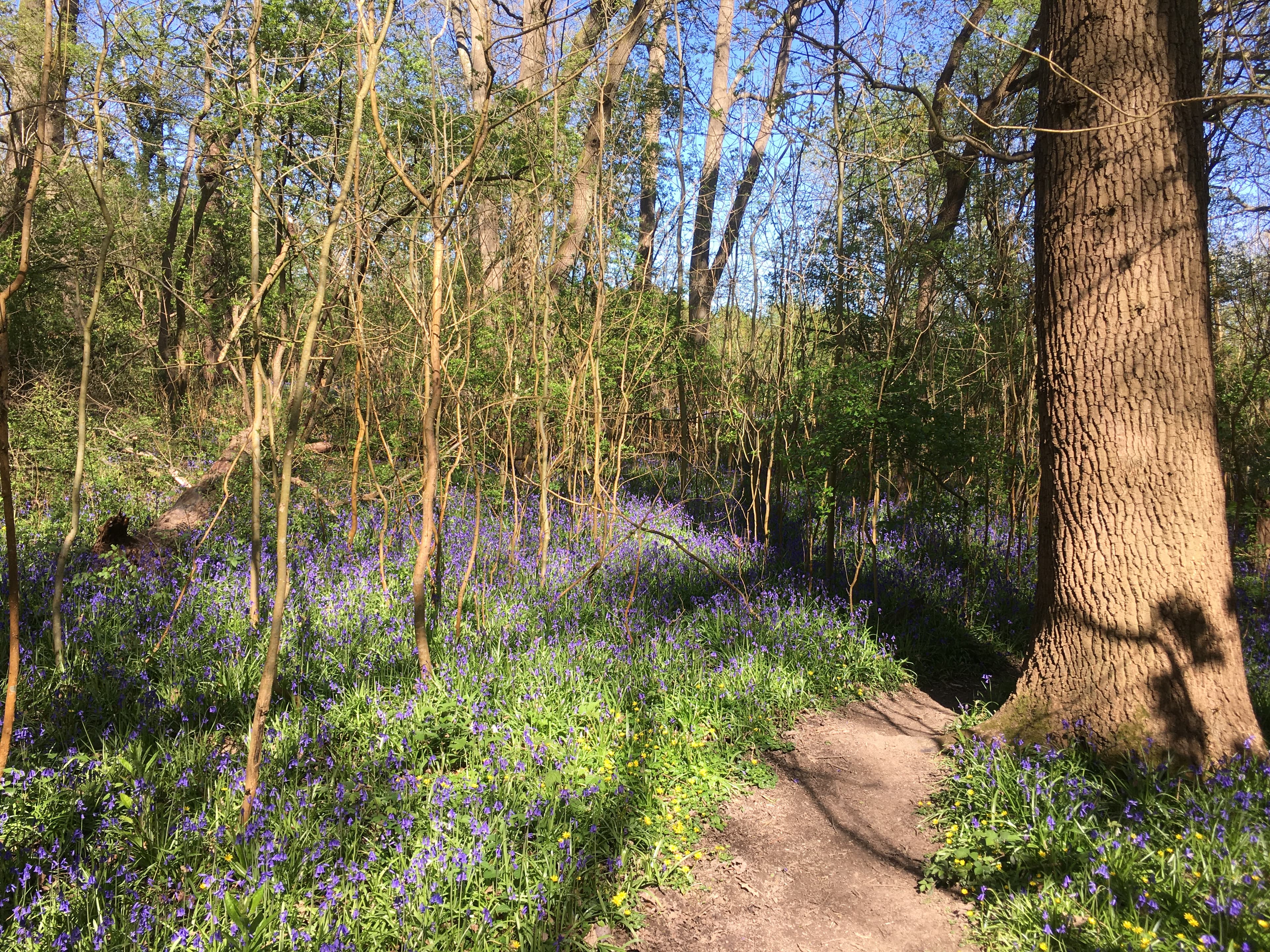 Teazle Wood