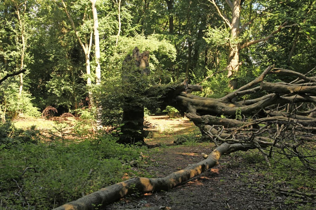 Saxten's Wood
